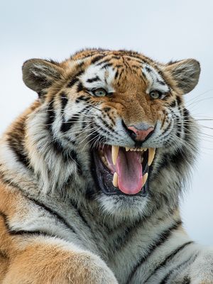 Image post by @discovery on Instagram