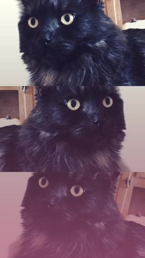 Video post by @livinglocurto on TikTok