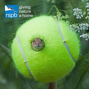 Image post by @rspb on Instagram