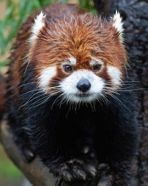 Image post by @sandiegozoo on Instagram