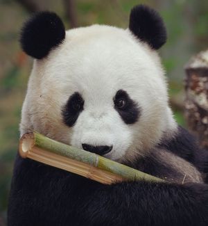 Image post by @sandiegozoo on Instagram