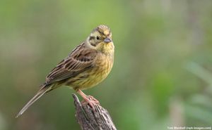 Image post by @rspb on Instagram
