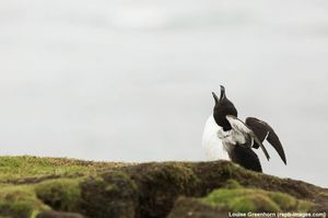 Image post by @rspb on Instagram