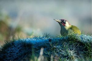 Image post by @rspb on Instagram