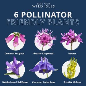 Image post by @rspb on Instagram