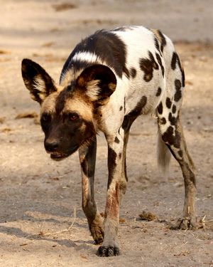 Image post by @chiawasafaris on Instagram