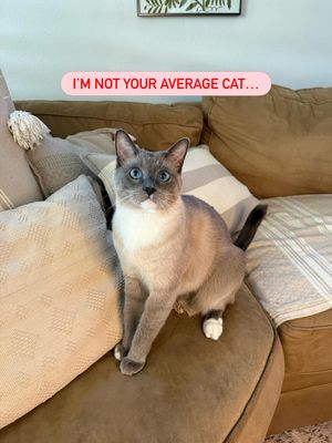 Image post by @petsmart on Instagram