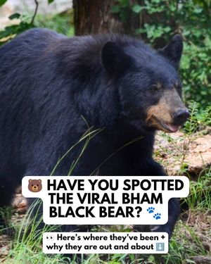 Image post by @bhamnow on Instagram