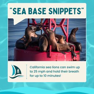 Image post by @longbeachseabase on Instagram