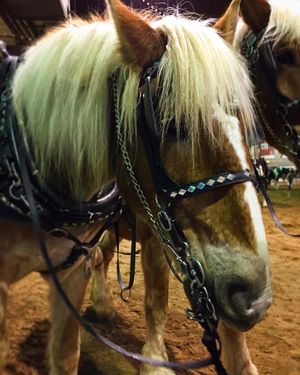 Image post by @nationalwestern on Instagram