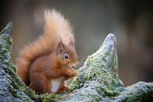 Image post by @rspb on Instagram