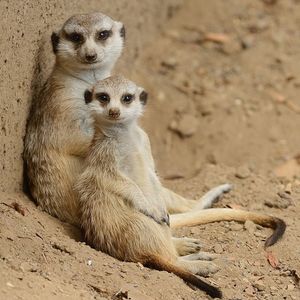 Image post by @sandiegozoo on Instagram