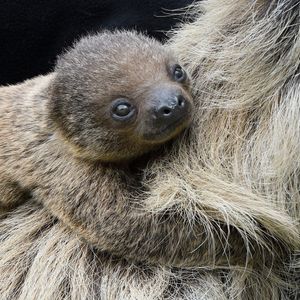 Image post by @sandiegozoo on Instagram