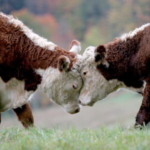Image post by @animalplanet on Instagram