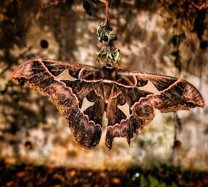 Image post by @yosoyelfantasma on Instagram