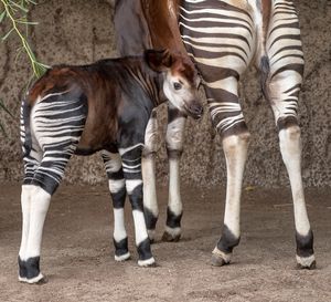 Image post by @sandiegozoo on Instagram