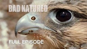 Video post by @bbcearth on YouTube