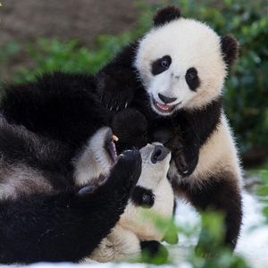 Image post by @sandiegozoo on Instagram
