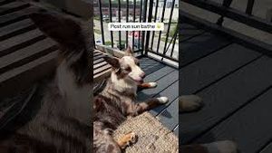 Video post by @randysilvertv on YouTube