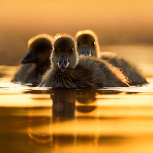 Image post by @animalplanet on Instagram