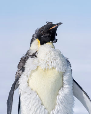 Image post by @white.desert.antarctica on Instagram