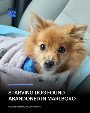 Image post by @news12nj on Instagram