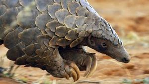 Video post by @bbcearth on YouTube