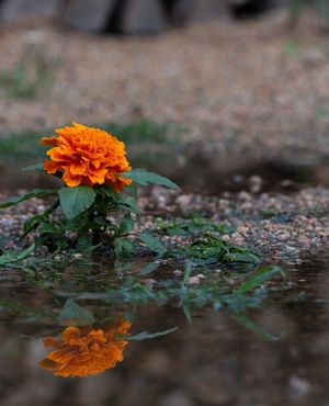 Image post by @ahs_gardening on Instagram