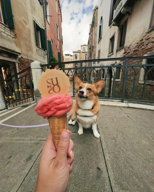 Image post by @ziggy_thecorg on Instagram
