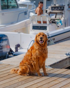 Image post by @islandcovemarinact on Instagram