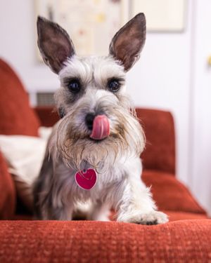 Image post by @evolvepetfood on Instagram