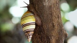 Video post by @bbcearth on YouTube