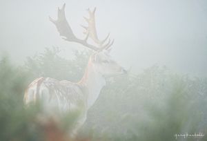 Image post by @rspb on Instagram