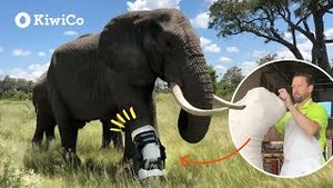 Video post by @kiwico on YouTube