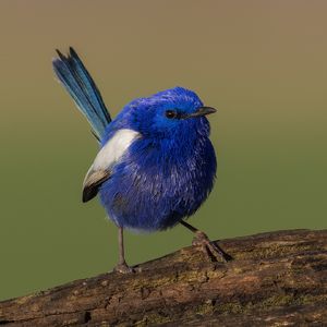Image post by @bbcearth on Instagram