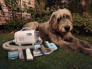 Image post by @thesavannahwolfhound on Instagram