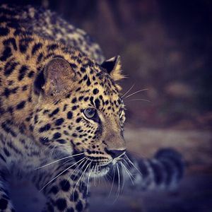 Image post by @sandiegozoo on Instagram
