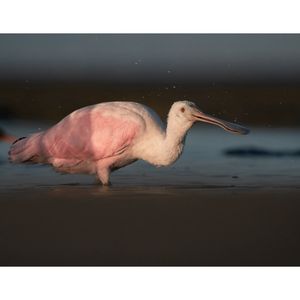 Image post by @hm_birds on Instagram