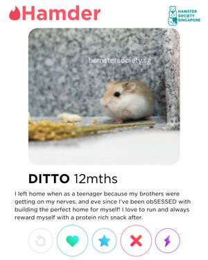 Image post by @hamstersociety.sg on Instagram
