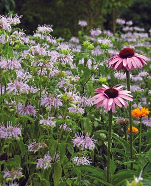 Image post by @ahs_gardening on Instagram
