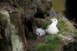 Image post by @rspb on Instagram