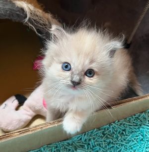 Image post by @brunrik.and.pyrene.ragdolls on Instagram