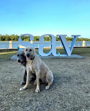 Image post by @thesavannahwolfhound on Instagram
