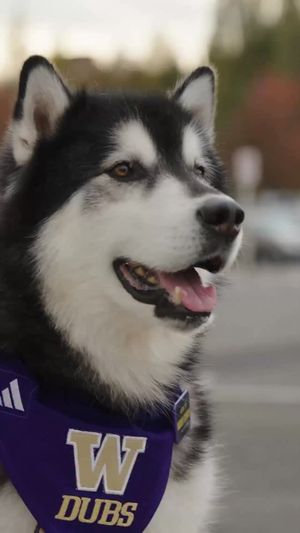 Video post by @WashingtonHuskies on Facebook