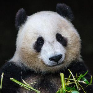 Image post by @sandiegozoo on Instagram