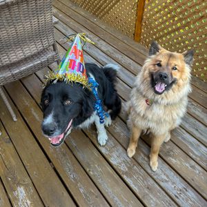 Image post by @tsukitheeurasier on Instagram