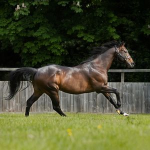 Image post by @juddmonte on Instagram
