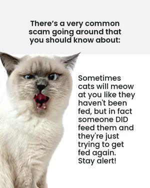 Image post by @frida.garfield on Instagram