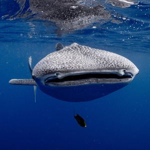 Image post by @animalplanet on Instagram