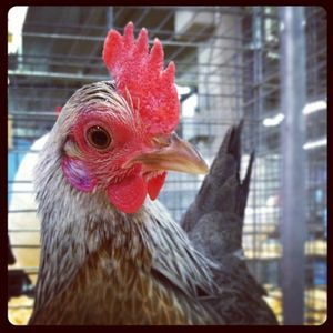 Image post by @nationalwestern on Instagram